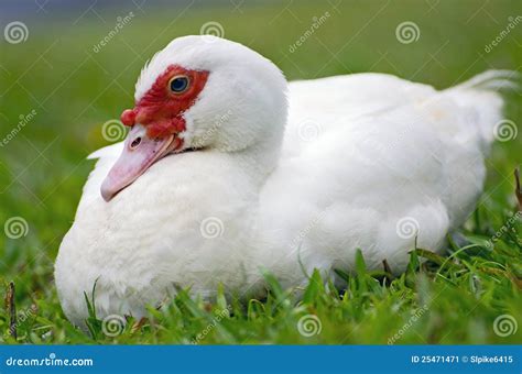 White Muscovy Duck Stock Image - Image: 25471471