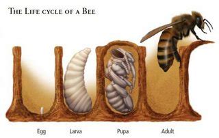 Bee Biology and Society