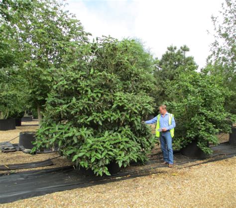 Viburnum rhytidophyllum - Leatherleaf Viburnum - Deepdale Trees