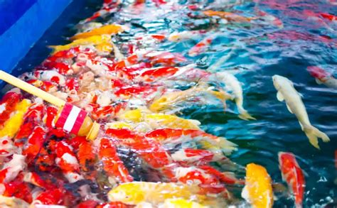 A Complete Guide To Making Homemade Koi Food - Pond Heaven