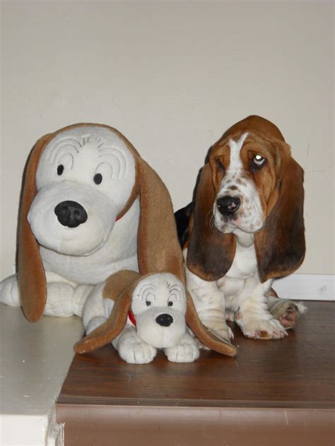 1000+ images about Fred Basset! on Pinterest | Barking, Boys and Online portfolio