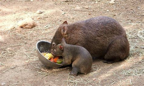 What is a baby wombat called