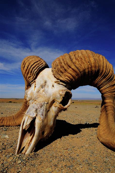 Animal Skull In The Gobi Desert Photograph by Beck Photography - Fine ...