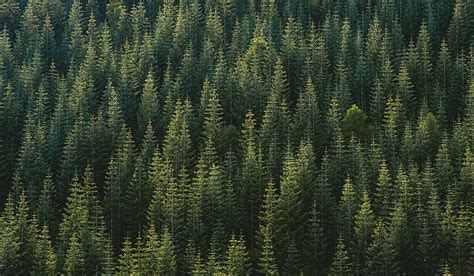 1366x768px | free download | HD wallpaper: green pine trees, nature, forest, plant, coniferous ...