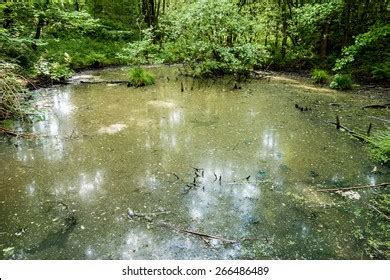 30,799 Dirty Pond Images, Stock Photos & Vectors | Shutterstock