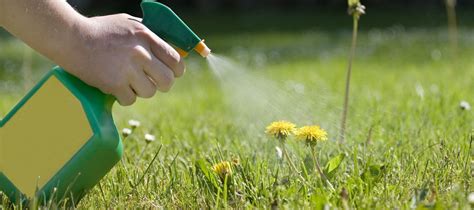 The Best Dandelion Killer: 7 Brands To Use On Your Lawn