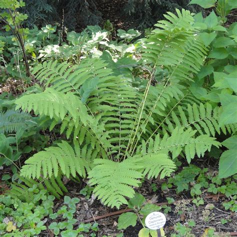 Osmunda claytoniana #1 (Interrupted Fern) - Scioto Gardens Nursery