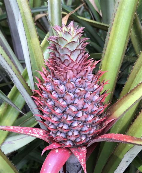 Ananas bracteatus (red pineapple) found in Sri Lanka #gardening #garden ...