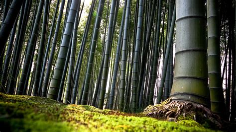 Bamboo Forest HD Wallpaper Free Download