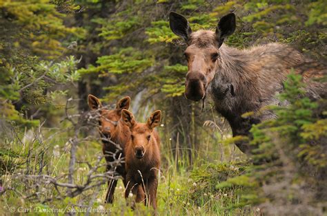 Moose cow and twin calves, Wrangell-St. Elias National Park