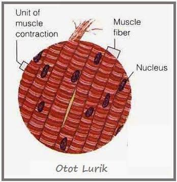 Catatan Dian Ratna :): ANATOMI DAN FISIOLOGI OTOT