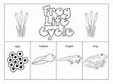 Frog Life Cycle Coloring Page  TalanropAyala sketch template