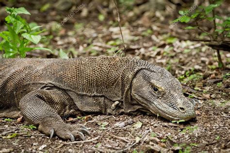 Komodo dragon in natural habitat — Stock Photo © kubais #5299753