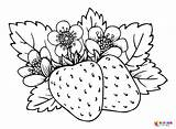 Strawberry Bunch Of Two Berries Coloring Page  Free Printable sketch template
