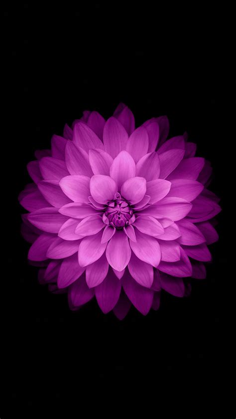 🔥 [50+] Purple Flower Wallpapers for iPhone | WallpaperSafari