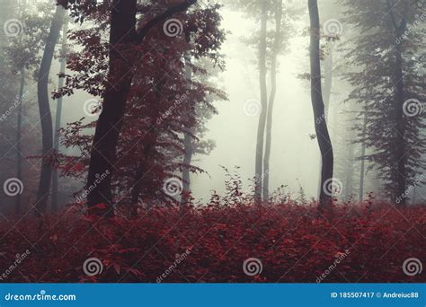 Forest Fog on Halloween Evening Stock Image - Image of grove, creative: 185507417