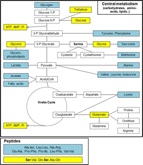 Metabolic pathways (carbohydrates, amino-acids, lipids and peptides)... | Download Scientific ...