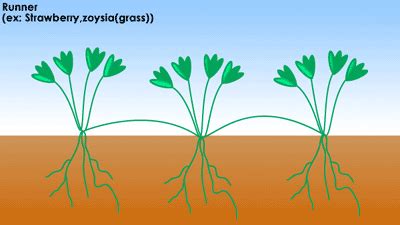 SparkNotes: The Life Cycle of Plants: Vegetative Propagation