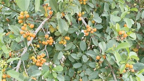 Cordia myxa: A strange fruit that thrives in hot weather - Oman Observer