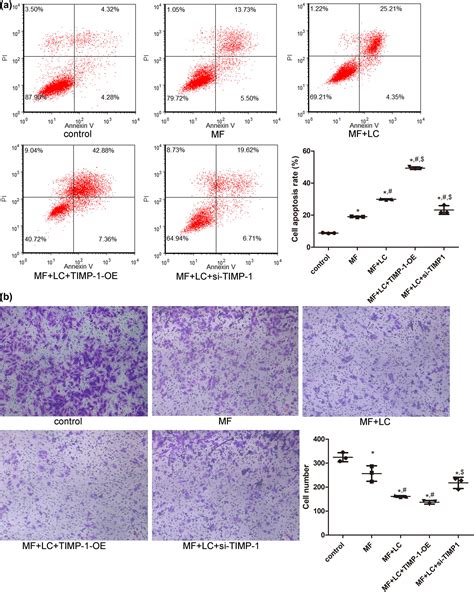 Levocarnitine regulates the growth of angiotensin II-induced myocardial fibrosis cells via TIMP-1