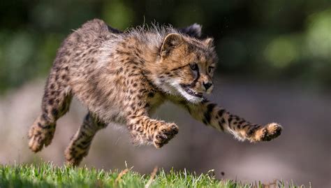 Speedy spots | San Diego Zoo Kids