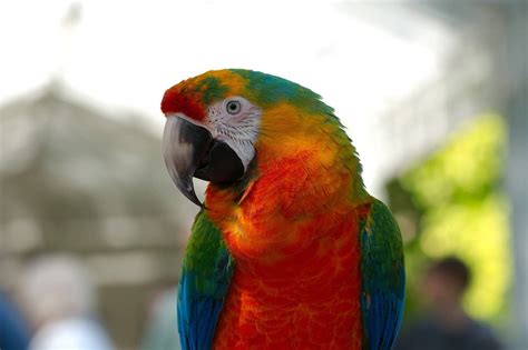 Types of Hybrid Macaws & Mutations (With Pictures) | Animal-World