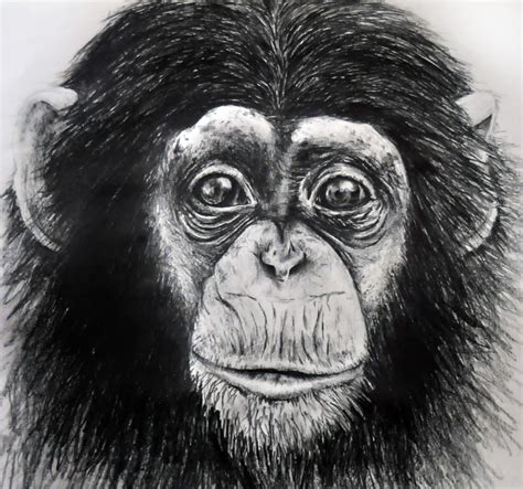 Monkey Pencil Drawing at PaintingValley.com | Explore collection of Monkey Pencil Drawing