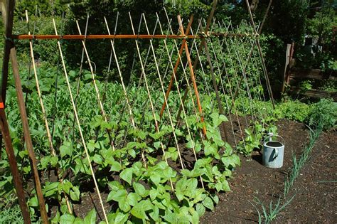 Small Vegetable Garden Space Savers -- Harvest to Table