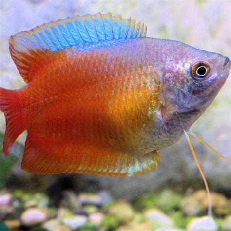 Gourami fish: Characteristics, types, habitat, care and more...