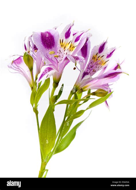 Alstroemeria bouquet isolated over white Stock Photo - Alamy