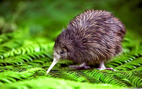 KIWI BIRD photos - wallpapers | the fun bank