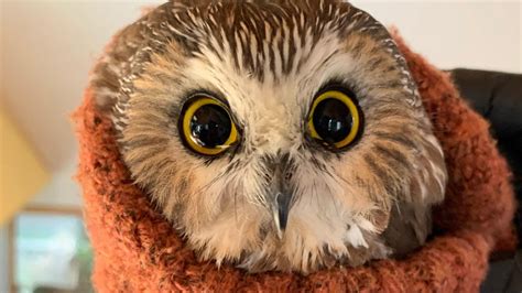 Tiny Owl Found in Rockefeller Center Tree 170 Miles From Home May Soon ...