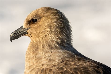 The Antarctic Sun: News about Antarctica - The Infamy of the Skua