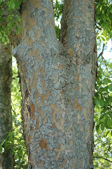 elm tree bark identification - Carman Merriman