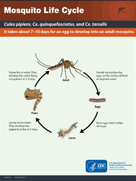 Mosquito Life Cycle: Culex Pipiens, Cx. Quinquefasciatus, and Cx. Tarsalis | PDF