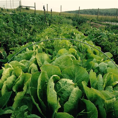 Jericho Romaine Lettuce Seeds 205 · Turtle Tree Seed Initiative