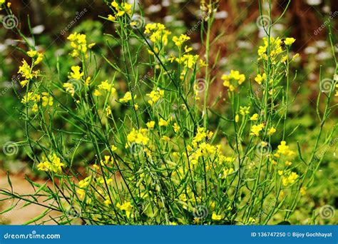 Mustard Plant and Flower at a Garden Stock Photo - Image of cultivation ...