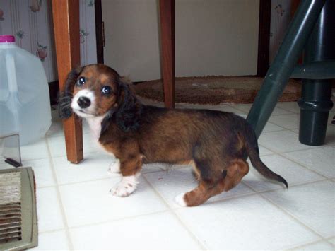 Puppy piebald dachshund | Dachshund pictures, Piebald dachshund, Long haired dachshund