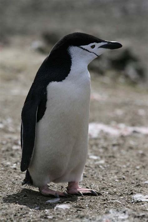 Chinstrap Penguin (Pygoscelis antarctica)