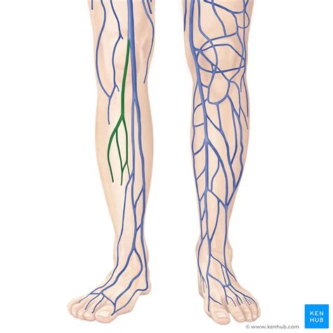 Small saphenous vein: Anatomy | Kenhub