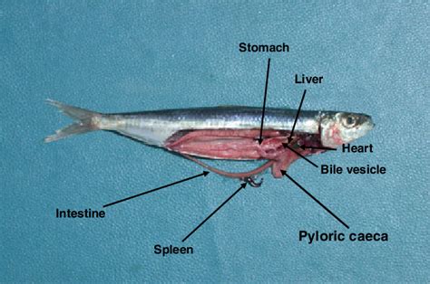 Fish Liver Dissection