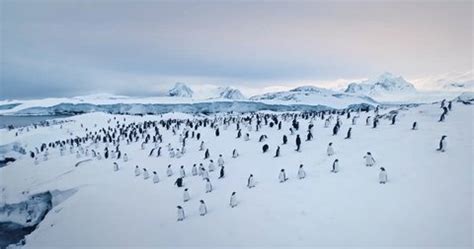 Gentoo Penguin Colony South Pole Antarctica: vídeo stock (100% livre de ...