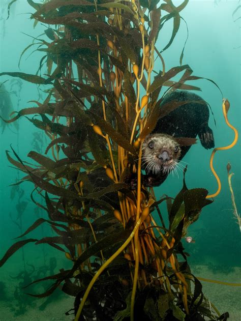 California Sea Otter Kelp Forest