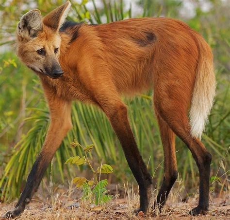 The Maned wolf is the tallest canid of South America. The noticeably ...