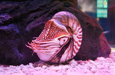 Nautilus - Description, Habitat, Image, Diet, and Interesting Facts