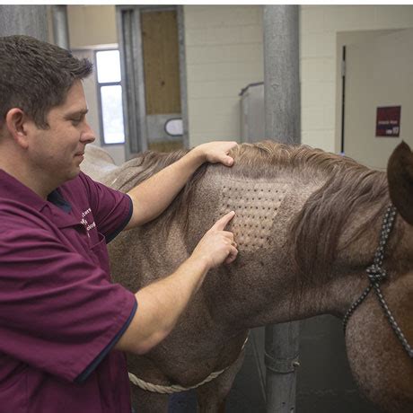 Large Animal Teaching Hospital - Texas A&M Veterinary Medical Teaching Hospital