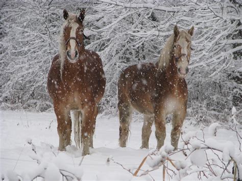 The 10 Best Draft Horse Breeds to Help You on the Homestead