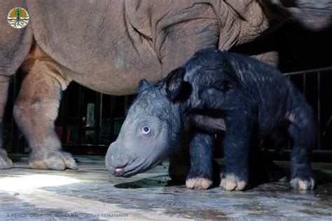 Critically endangered Sumatran rhino born at Indonesian sanctuary - ABC ...