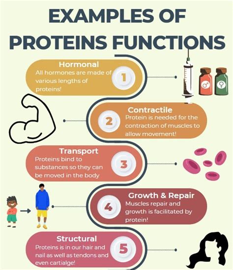 lend hand in old proteins function in the body toilet Il small