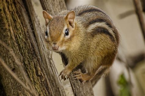 Chipmunk Habitat Map